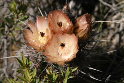 IMG_4920.JPG (44.73 KiB) 11311 mal betrachtet Blüten von Austrocactus bertinii