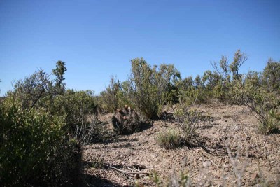 Austrocactus bertinii (mehrere Pflanzen)