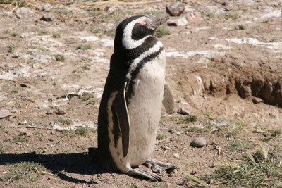 IMG_4966.JPG (65.75 KiB) 11311 mal betrachtet Magellan Pinguin