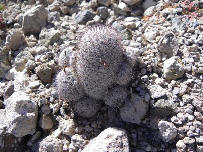 baja-0311.JPG