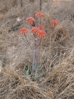 17,Aloe maculata.jpg
