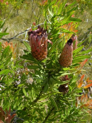 5,Protea nerifolia.jpg