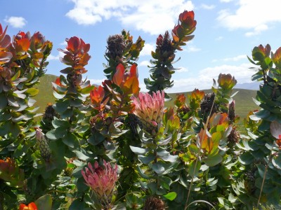 3,Protea etaminea,Kareedouw.jpg