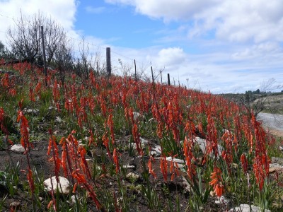 2,Watsonia aletroides.jpg