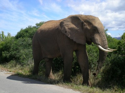 22,Elephant im Addo.jpg