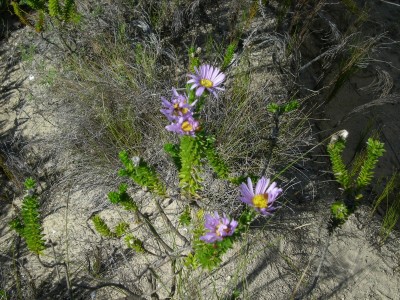 6,Felicia australis.jpg