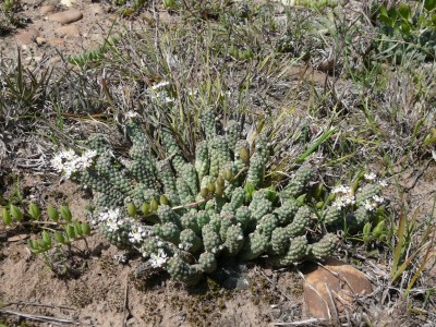 15,Euphorbia inermis mit Blüten.jpg