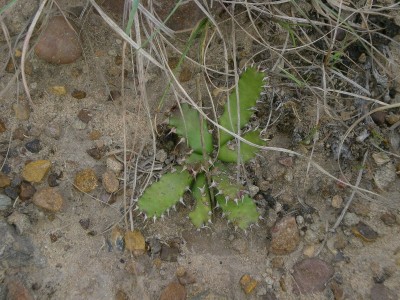 10,Euphorbia stellata.jpg