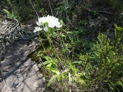 7,Ornithogalum pruinosum.jpg