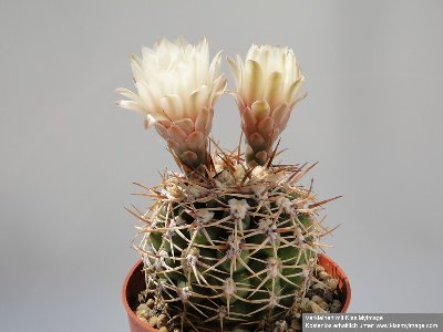 Gymnocalycium ochoterrenai v. herbsthoferianum  2010 Juli9 020_klein.jpg