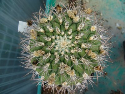 Gymnocalycium saglionis 1a.JPG