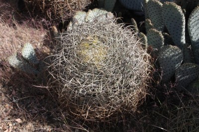 IMG_7821_Feroc_johnstonianus.jpg (285.63 KiB) 13046 mal betrachtet Feroc. johnstonianus