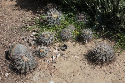 IMG_7859_Echinoc_parryi_Fragez.jpg (198.37 KiB) 13046 mal betrachtet Echinoc. parryi