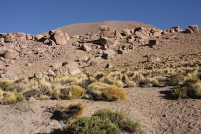 2934-EOS_6735.jpg (199.47 KiB) 12971 mal betrachtet Cumulopuntia ignescens