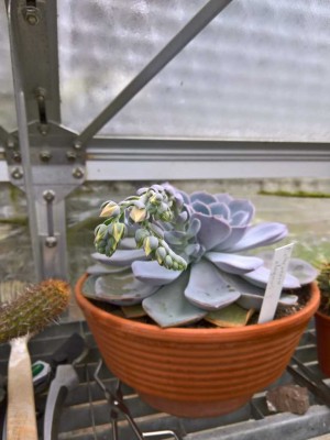 Echeveria.jpg