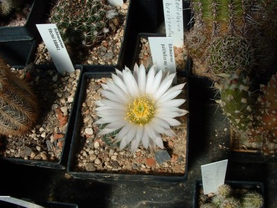 Echinocereus pulchellus ssp.sharpii San Roberto.JPG