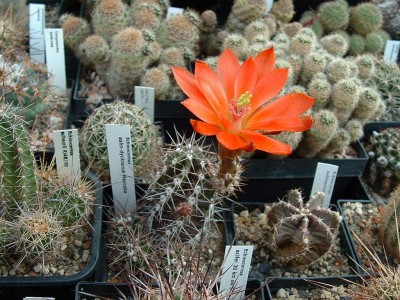 Echinocereus salm-dyckianus Maycoba.JPG