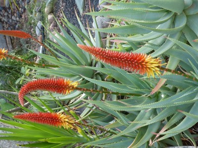 Aloe aculeata Hybride, Blüten (600x800).jpg