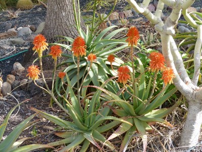 Aloe elegans Hybride mit Blüten (800x600).jpg