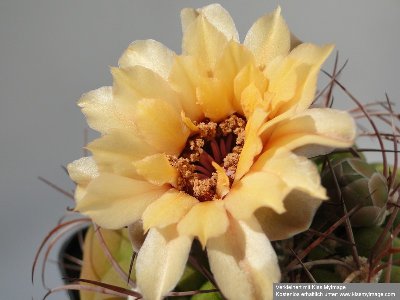 Gymnocalycium pflanzii 2010 Juli10 025_klein.jpg