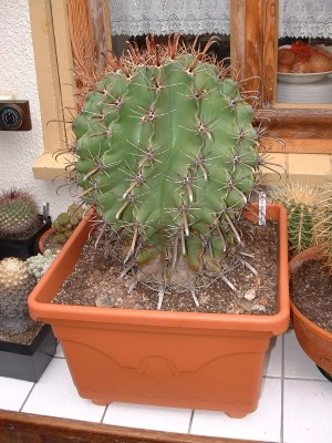 Ferocactus horridus umgetopft.jpg