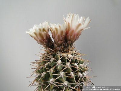 Gymnocalycium ochoterenae v. herbsthoferianum LB 386 2010 Juni29 025_klein.jpg