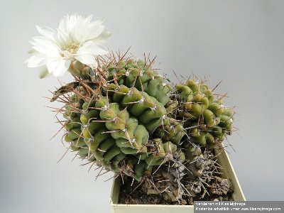 Gymnocalycium intermedium 2010 Juni29 041_klein.jpg
