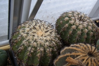 Discocactus_latispinus_1&2_ HU146_RIMG1322.jpg