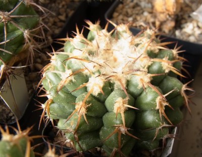 Discocactus_semicampaniflorus_RIMG1360.jpg