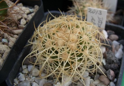 Discocactus_albispinus_Sämling_RIMG1324.jpg