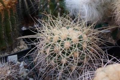 Discocactus_albispinus_Jungpfl_Haa_RIMG1340.jpg