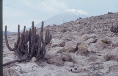 Im Hintergrund Vulkan Misti, nähe Arequipa