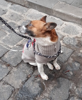 Hündchen im Winter auf GC.jpg