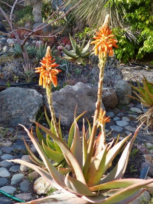 Aloe murii  mi Blüten (600x800).jpg