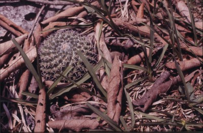 36selten.jpg (518.17 KiB) 10945 mal betrachtet die ist sehr selten zu finden