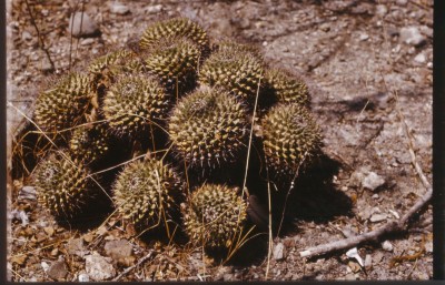80-108M.carnea.jpg (613.53 KiB) 10943 mal betrachtet Mam.carnea