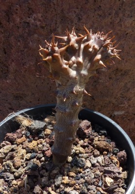 Pachypodium baronii Cristate (555x800).jpg