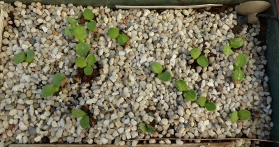 Pachypodium namaquanum (800x422) (2).jpg