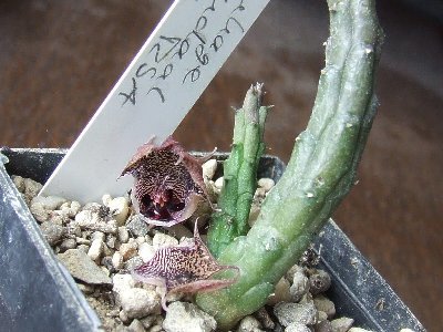 huernia_longii.jpg