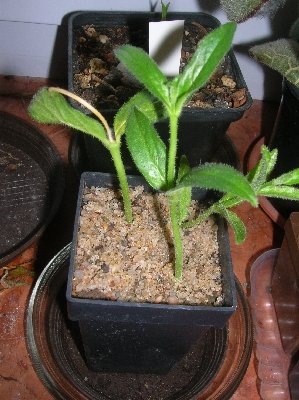 bfoecutpot.jpg (151.2 KiB) 17300 mal betrachtet bfoecutpot.jpg