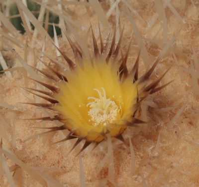 Echinoc. grusonii - weißdornig