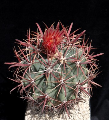 IMG_3267-a.jpg (621.58 KiB) 11335 mal betrachtet Feroc. chrysacanthus subsp. grandiflorus / Sierra Sana Clara