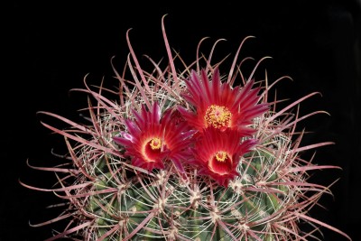 IMG_3212-a.jpg (525.9 KiB) 11183 mal betrachtet Feroc. (gracilis subsp.) gatesii