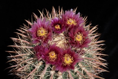 IMG_3322-a.jpg (418.67 KiB) 11183 mal betrachtet Feroc. fordii subsp. borealis