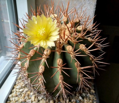 Feroc_lindsayi_210523_154858.jpg (430.73 KiB) 11335 mal betrachtet Feroc. lindsayi (noch im Winterquartier)