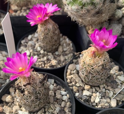 21164.JPG (221.65 KiB) 14215 mal betrachtet E. minima