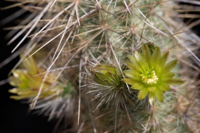 Echinocereus russanthus ssp. weedini WB20210602 155510.jpg