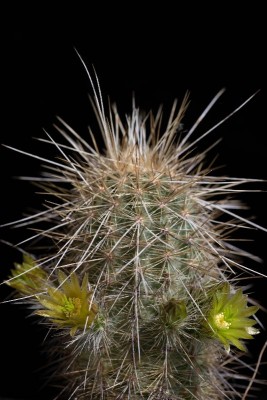 Echinocereus russanthus ssp. weedini WB20210602 155854.jpg