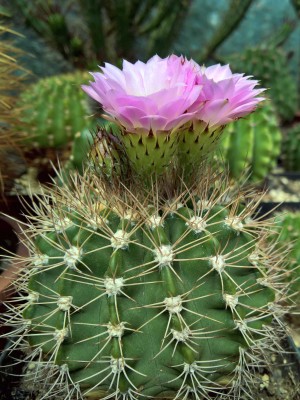 Acanthocalycium violaceum P 110.jpg