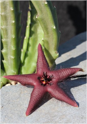 Stapelia 19 vetula Sämling 4 Jahre alt klein.JPG